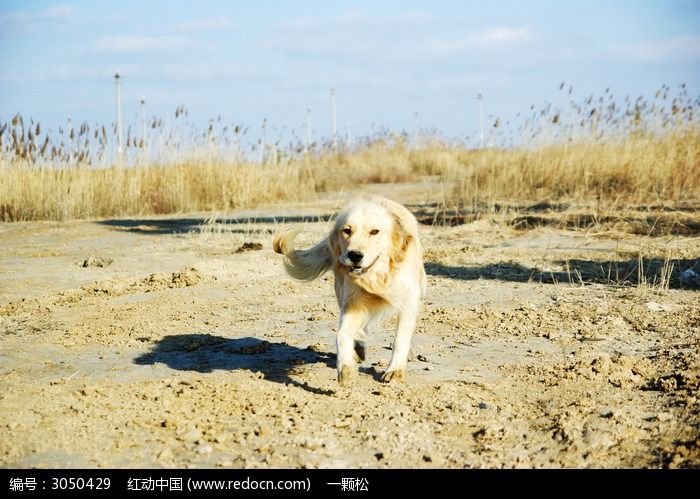 奔跑的金毛犬