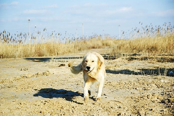 ���ܵĽ�ëȮ