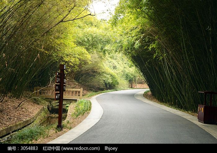 道路的竹子