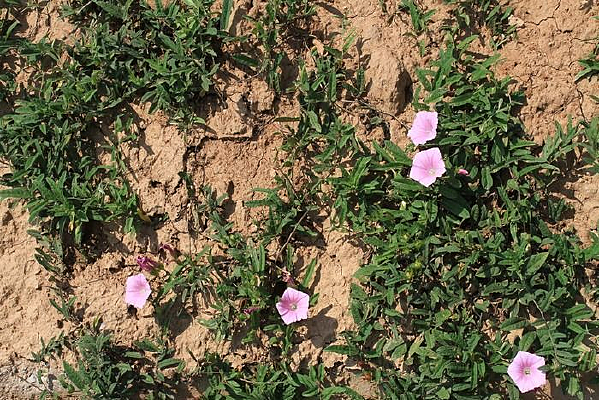 ���ϵ�С��