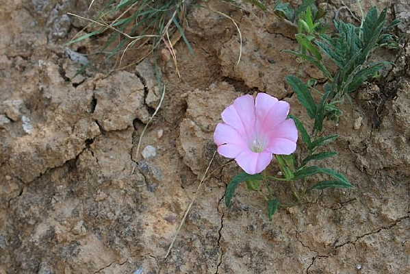 �ɿ�����