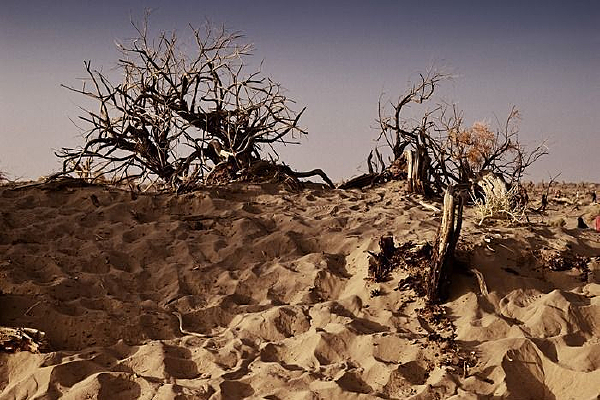 ɳĮ��Ŀ�����