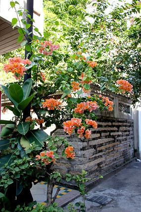 �ٻ�ɫ������÷