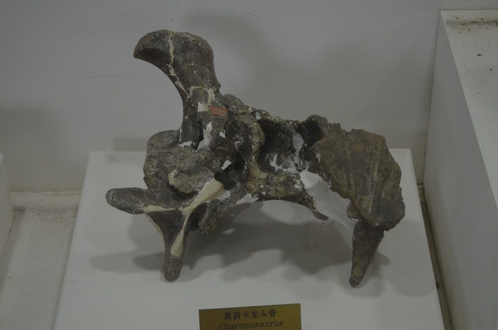 恐龙头骨图片
