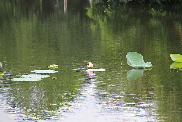 �����ĺ���