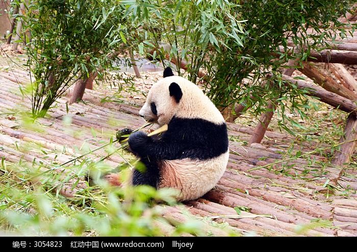 熊猫吃竹子图片