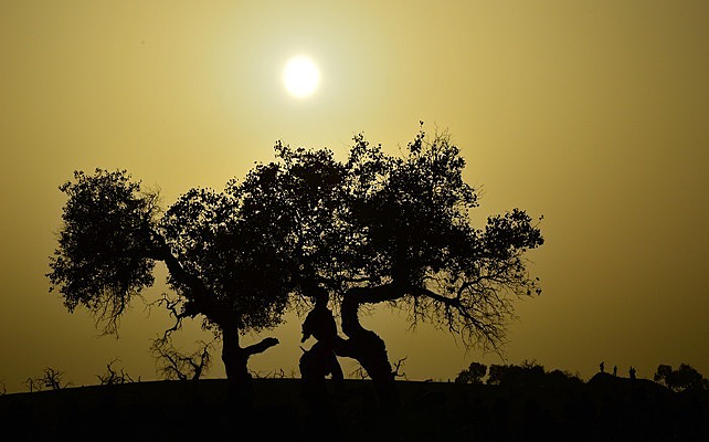 ��������Ӱ