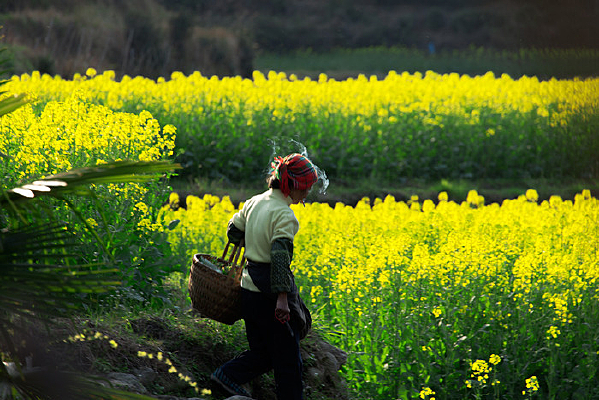 �����ϸ�