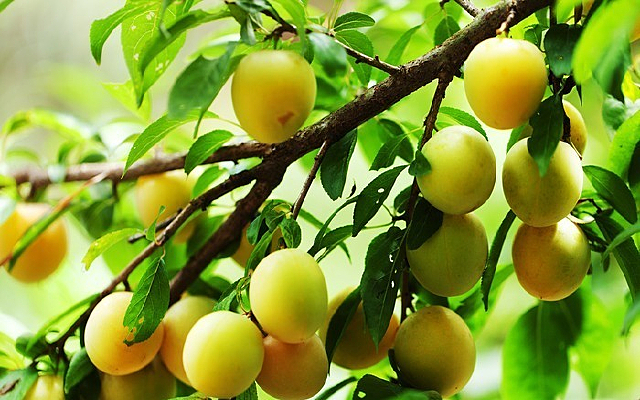 ��ɫ����