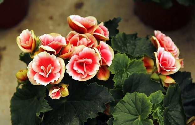 �������ʻ�