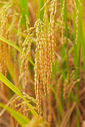 稻穗近景