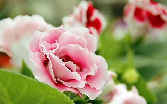 �����ӻ���