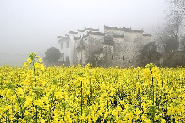 ���ɽ�����Ӱ