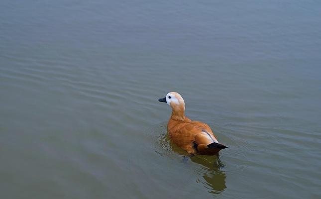 �¶�����