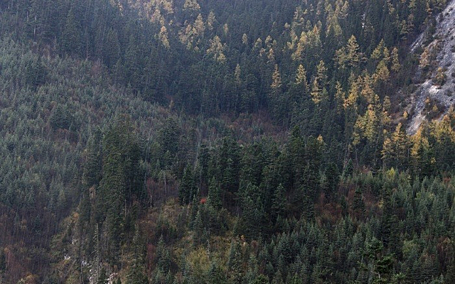 �����ֺ�