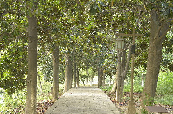 ���� ����