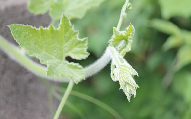 ������ѿ