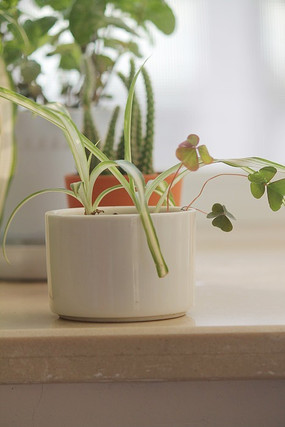 ��Ҷ����