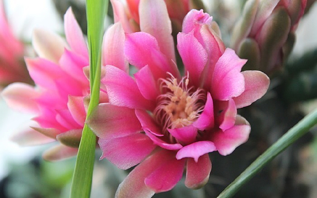 ʢ����������