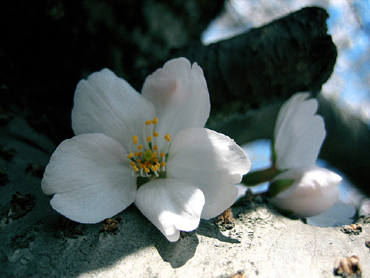 ����ӣ��