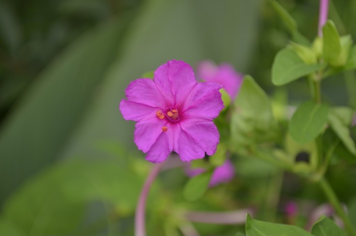 一枝獨秀洗澡花