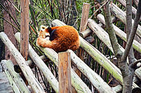 ˯����С��