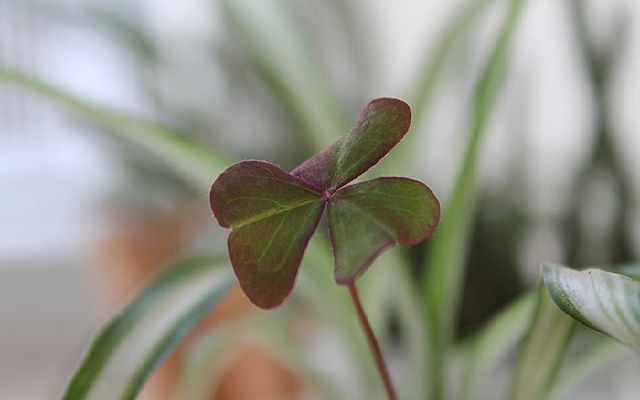 ��ɫ��Ҷ��