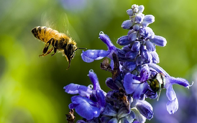 �ɷ��۵��۷�