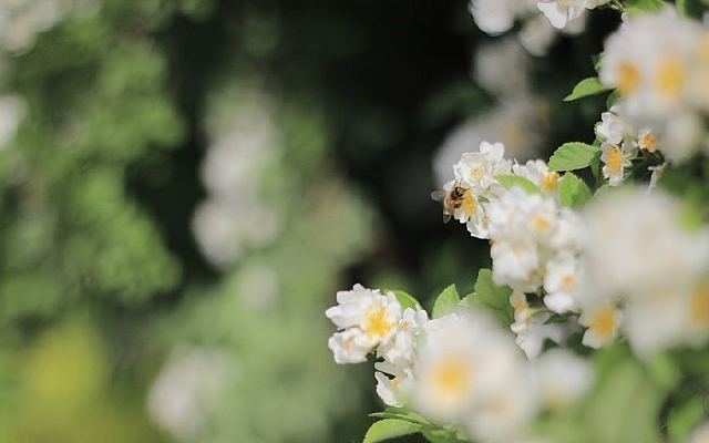 ���͵�С�۷�