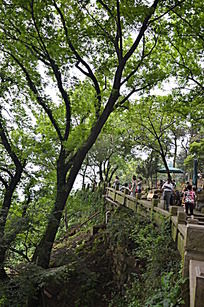 ����С��