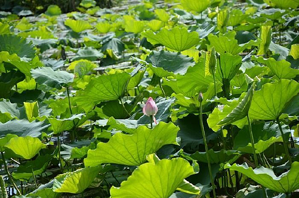 �����԰��Ҷ