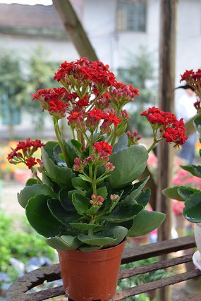 ���ٻ�����