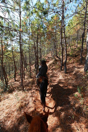 ���������ŵ�