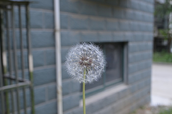 ǽ�ǵ��ѹ�Ӣ