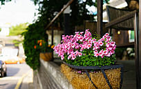 ����԰��