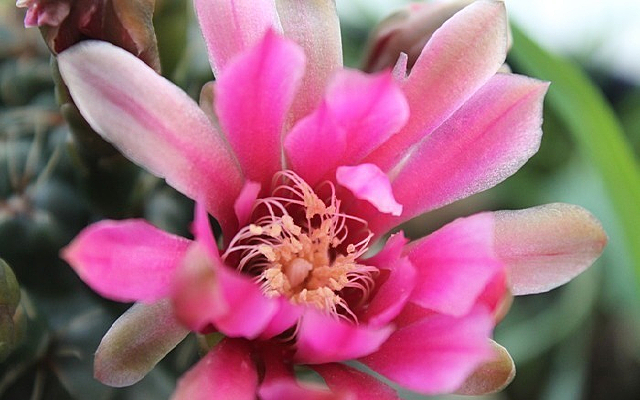 ����ɫ����������