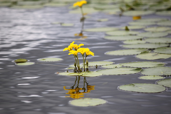 ˯���ɻ���Ҷ