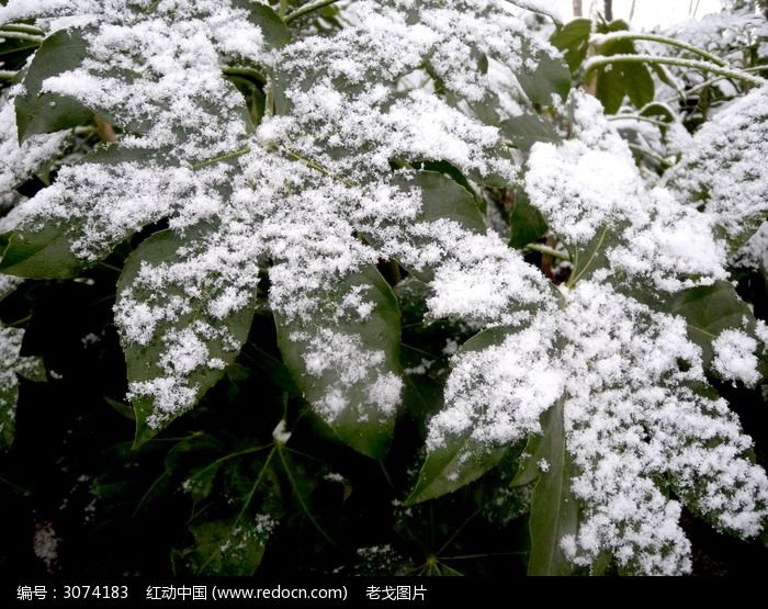 树叶上晶莹的雪花