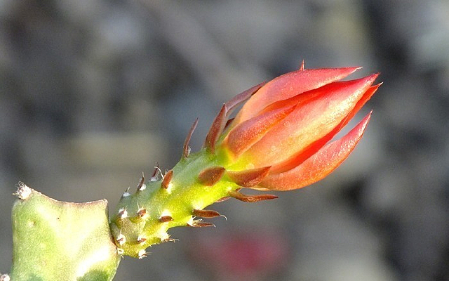 �����ƻ���