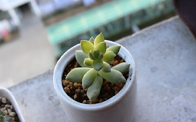 ����ֲ��С����