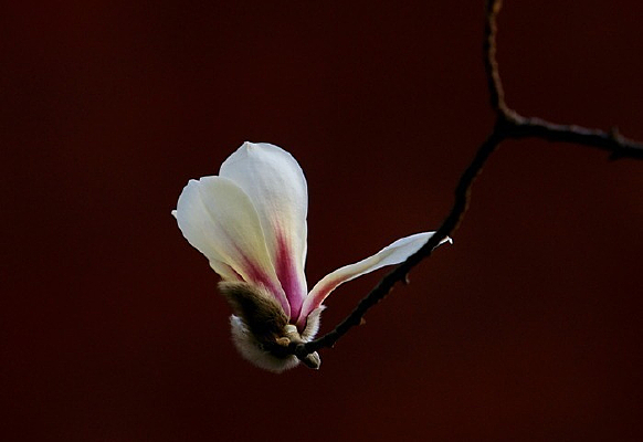 ʢ��������