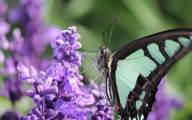 ǳ��ɫ����