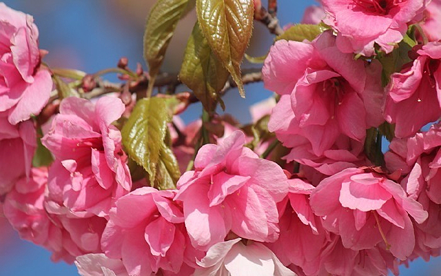 �ۺ�ɫӣ�ݻ�