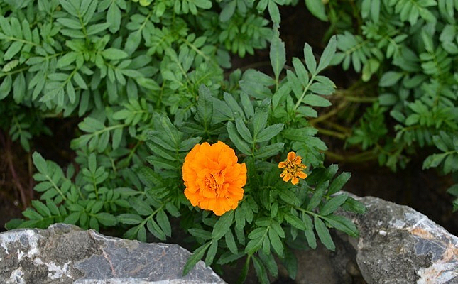 �ٻ�ɫ��С��