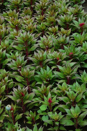 ���ٳ���