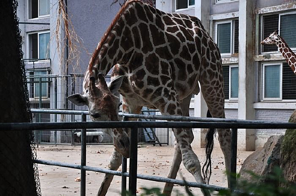 ��ͷ����¹