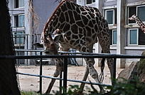 ��ͷ����¹