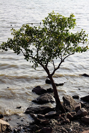 ����С��