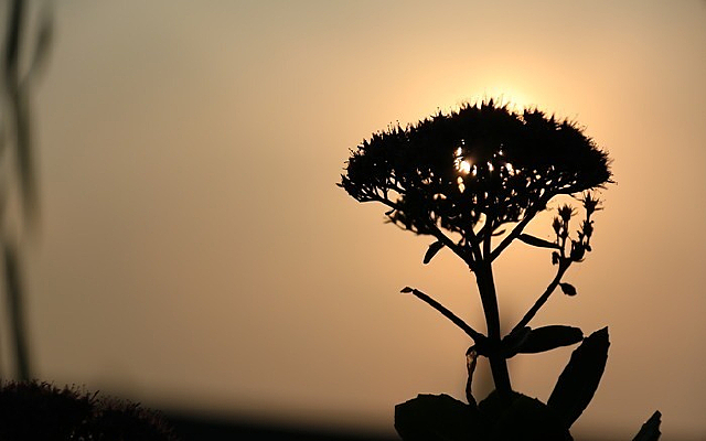 Ϧ������