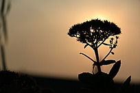 Ϧ������